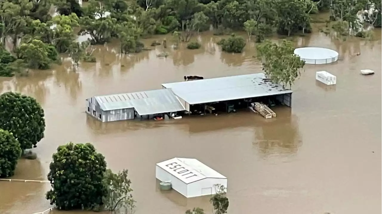 „Bleiben Sie aus dem Wasser raus“: Krokodile in den Fluten nach Überschwemmungen in Queensland