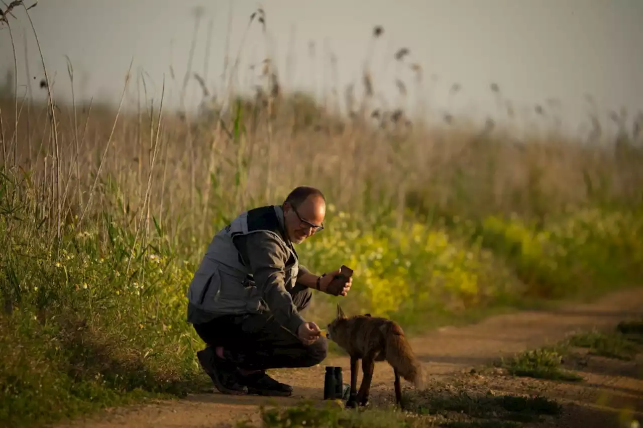 Spanish photographer befriends fox, naming him Roco and sharing sandwiches