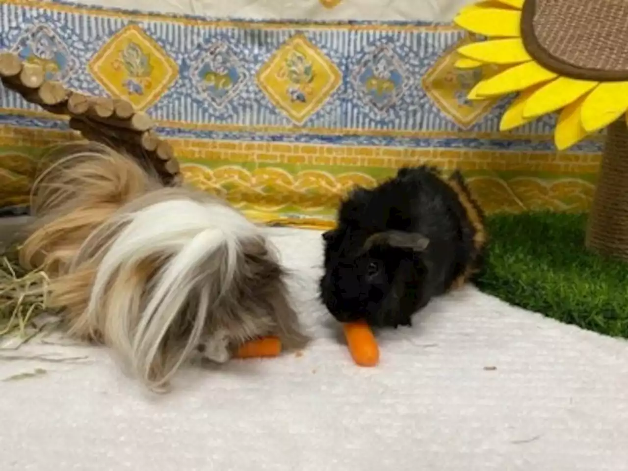 FOREVER FRIEND: Bonded guinea pigs Donald and Fabio need a home