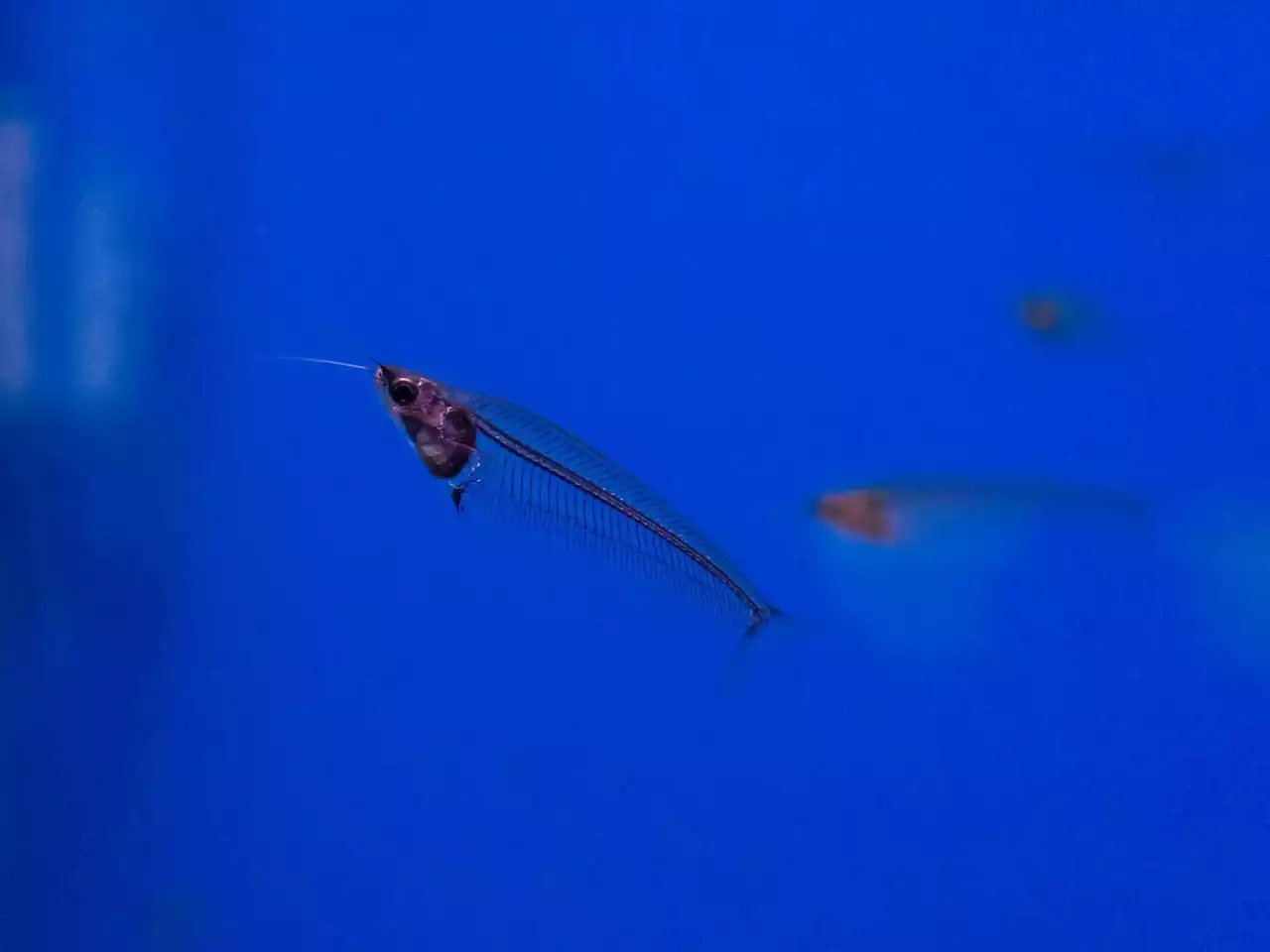 Scientists discover how see-through ghost catfish gets its rainbow shimmer