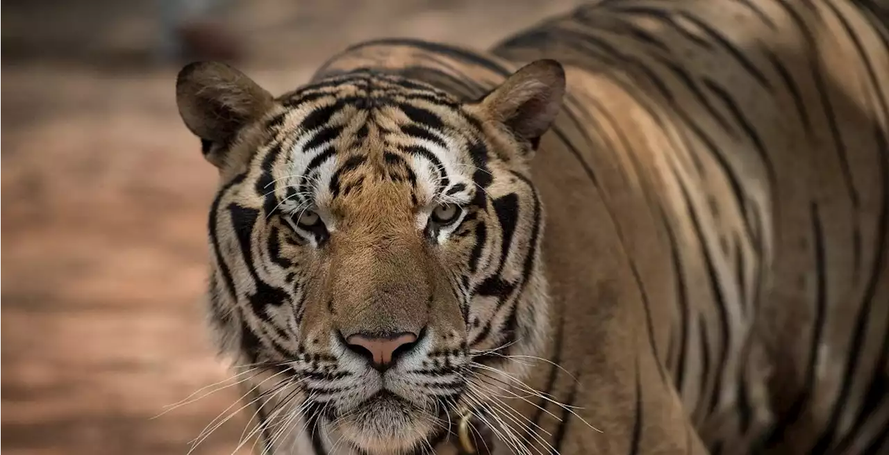 Panthera tigris corbetti - Erstmals seit 30 Jahren Tiger in Naturreservat in Thailand entdeckt