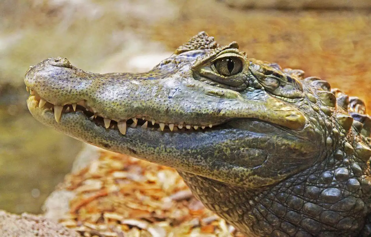 Un alligator retrouvé vingt ans après le vol d’un œuf dans un zoo