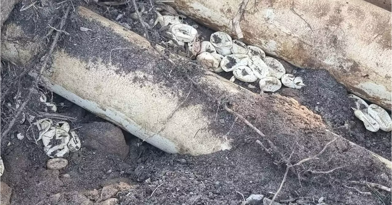 More than 100 venomous snake eggs found in family yard