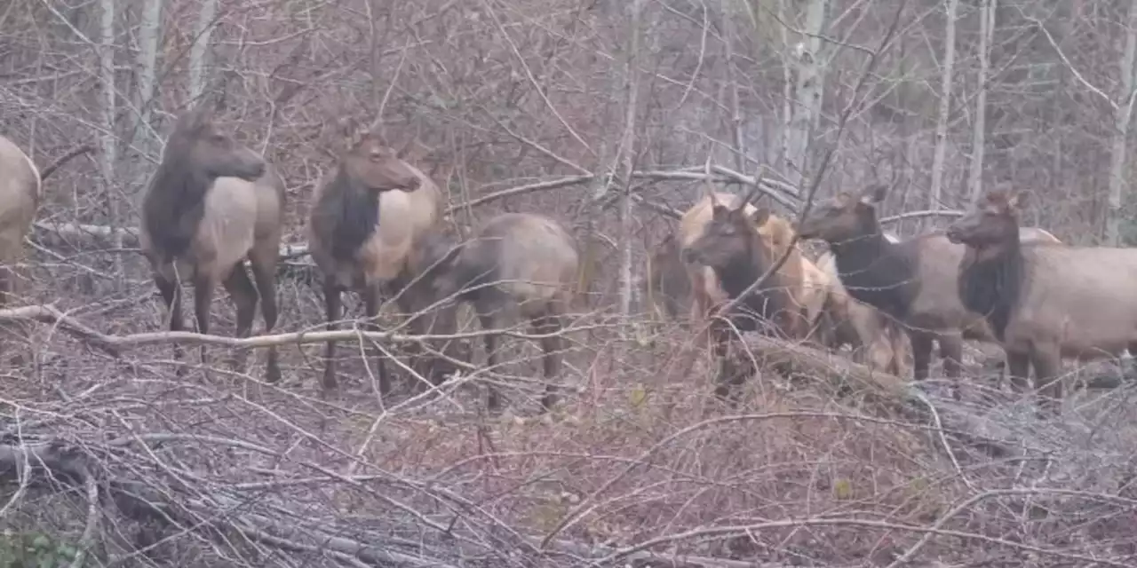 ‘Shocked and devastated’: Freight train kills entire herd of elk