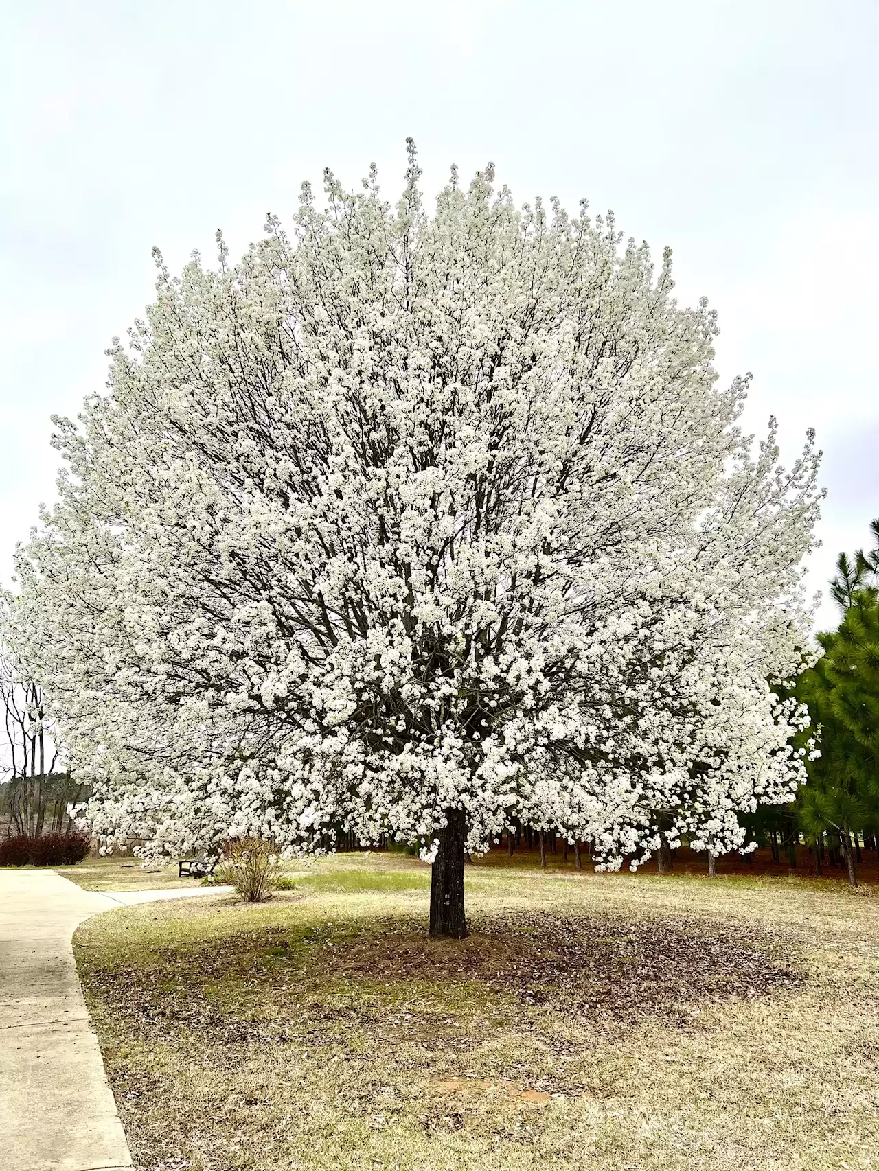 Callery pear tree: How to manage an invasive former favorite