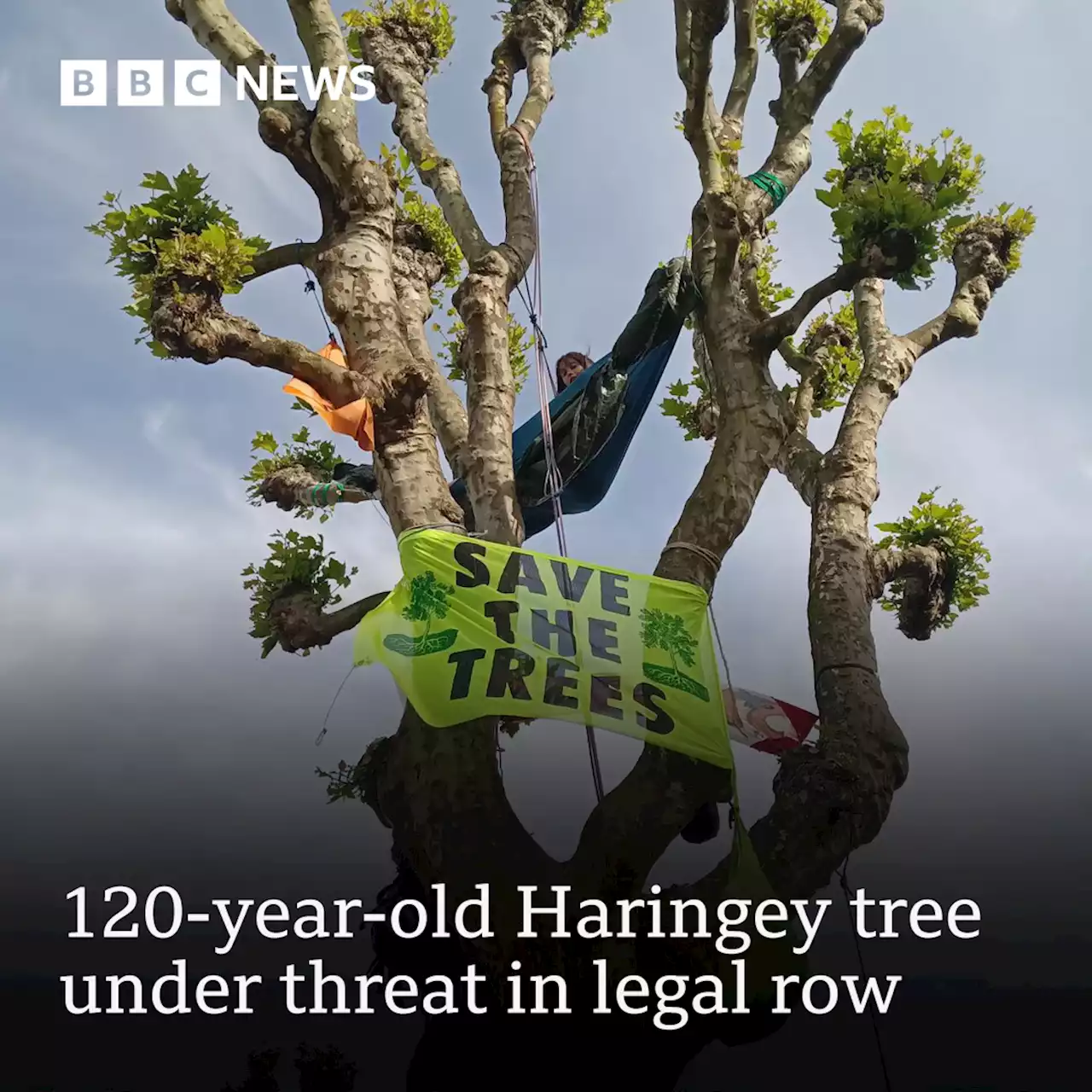 120-year-old Haringey tree under threat in legal row