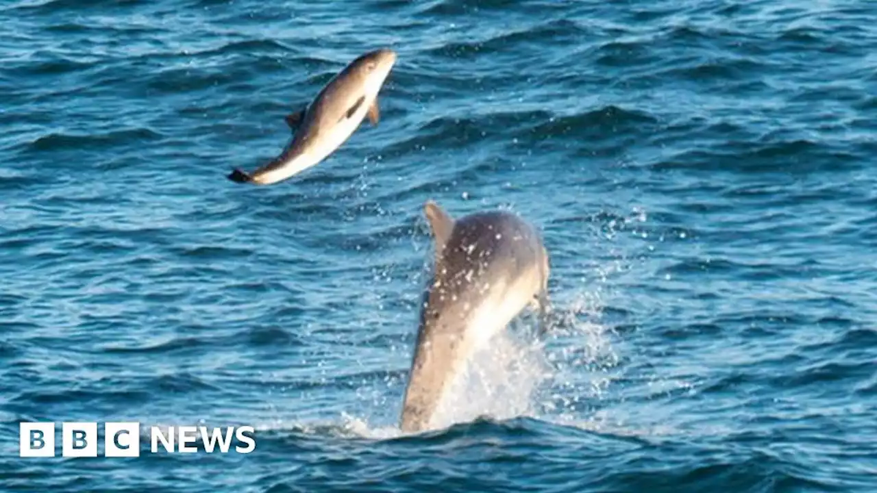 Dolphin and porpoise pairing seen in Newquay and St Ives