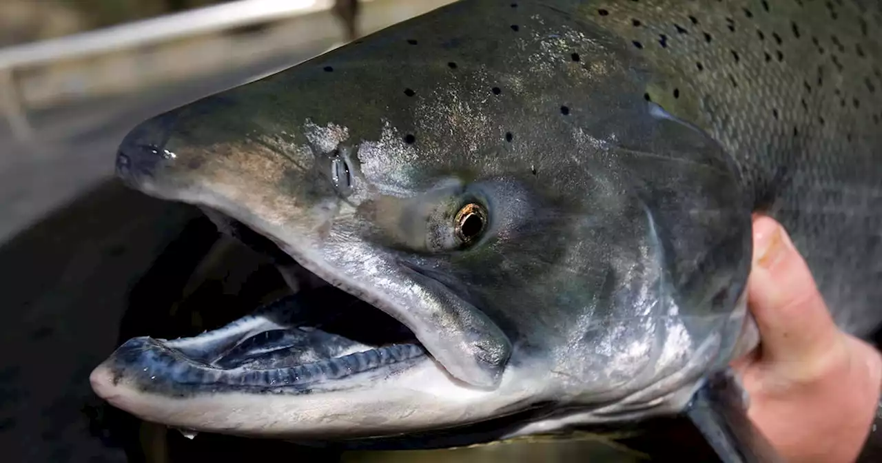 California cancels salmon fishing season as population dwindles due to drought: 'It's devastating'