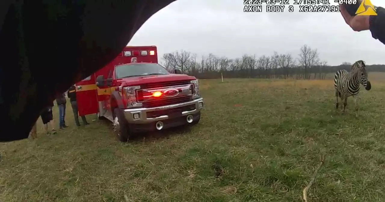 Zebra attacks owner at Ohio home before it's shot dead by sheriff's deputy