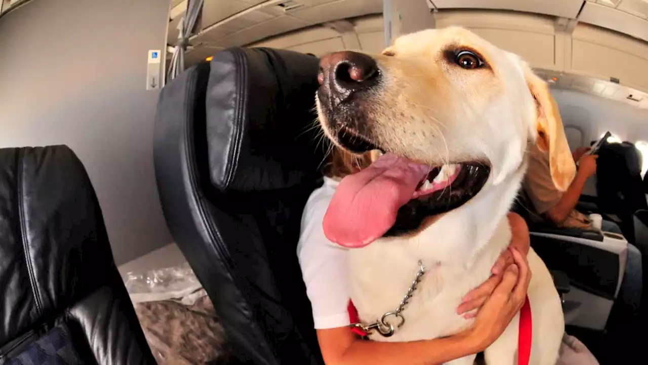 Commentary: Are emotional support animals more than just pets?