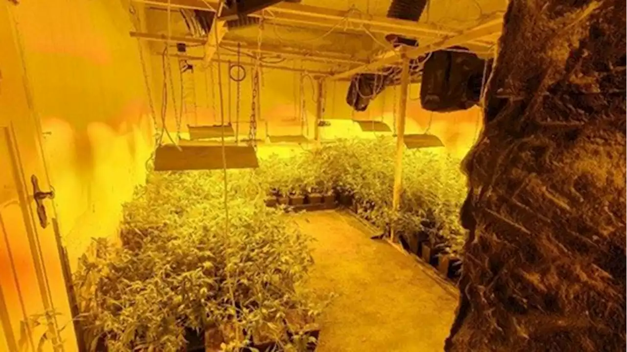 Polizei hebt Cannabis-Plantage in Doberlug-Kirchhain aus