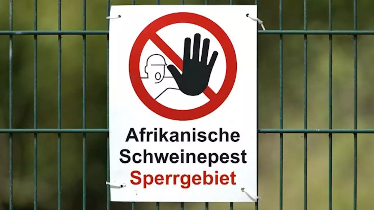 Weiter keine Entwarnung bei Afrikanischer Schweinepest