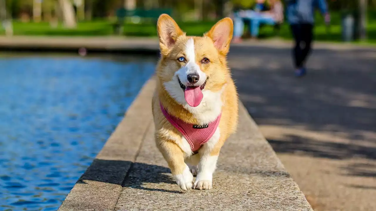 Gard : trois chiens trouvent la mort lors d'un concours, la piste envisagée est sordide