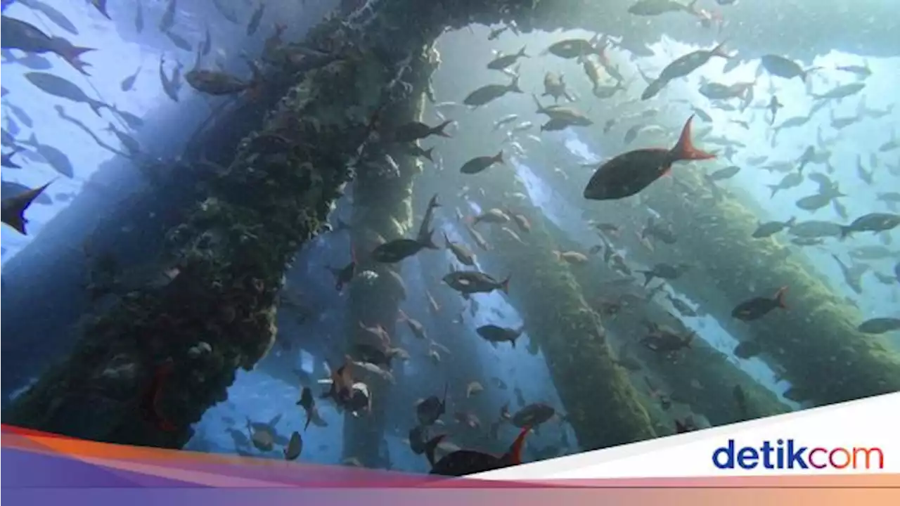 Bukan di Darat, Hutan Terbesar di Dunia Ternyata Ada di Laut