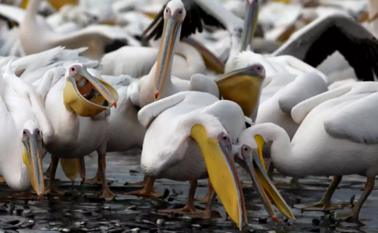 Más de 600 pelícanos muertos en isla Gorgona por gripe aviar