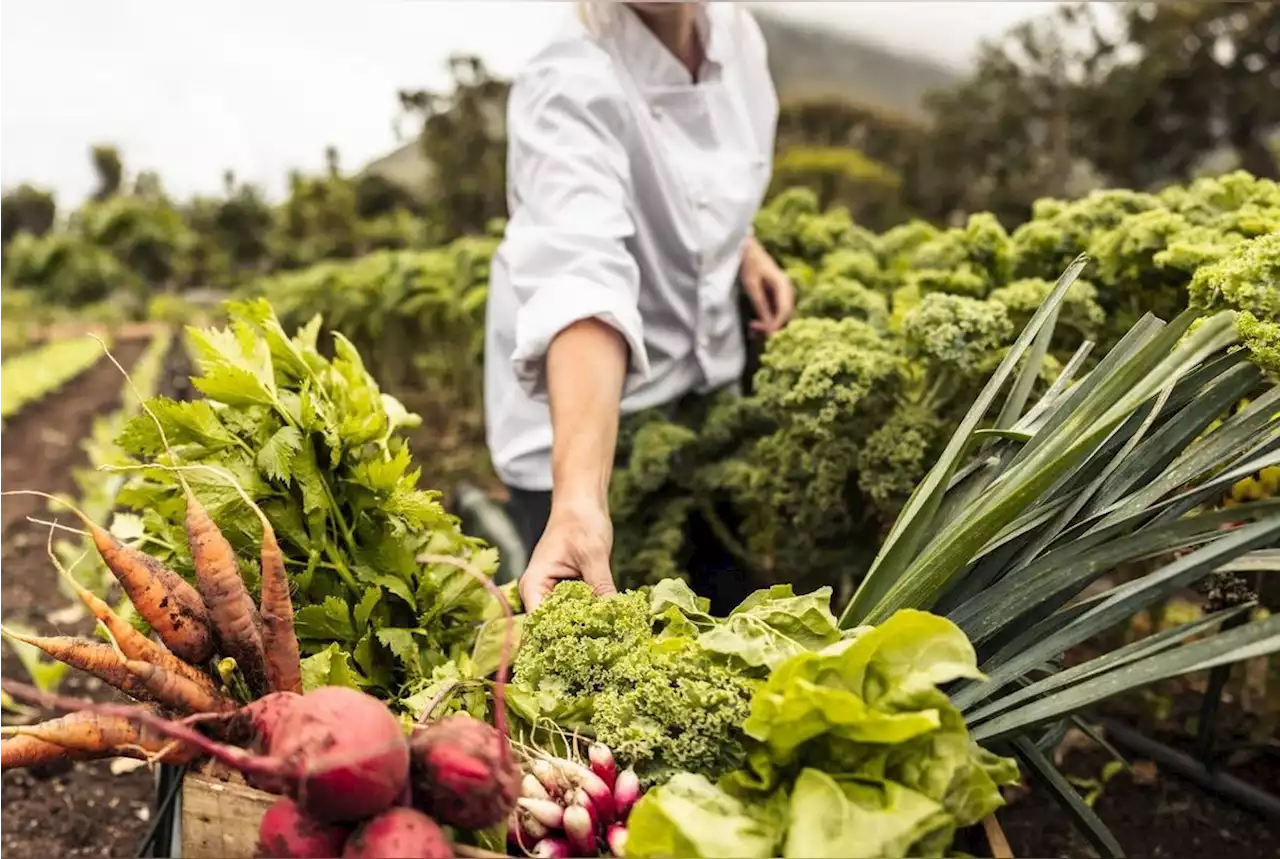 Potager : quels légumes ne faut-il surtout pas planter ensemble ?