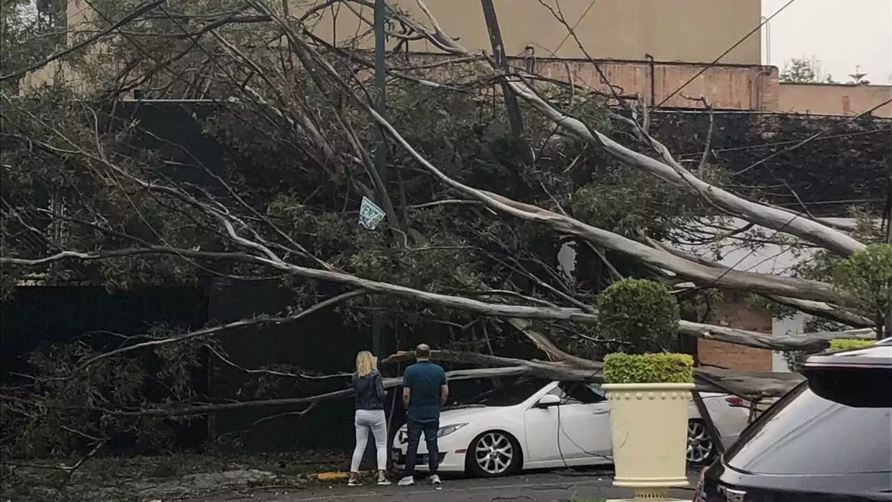 Vuelven a caer árboles por fuertes vientos en CDMX: activan alerta amarilla en 14 alcaldías