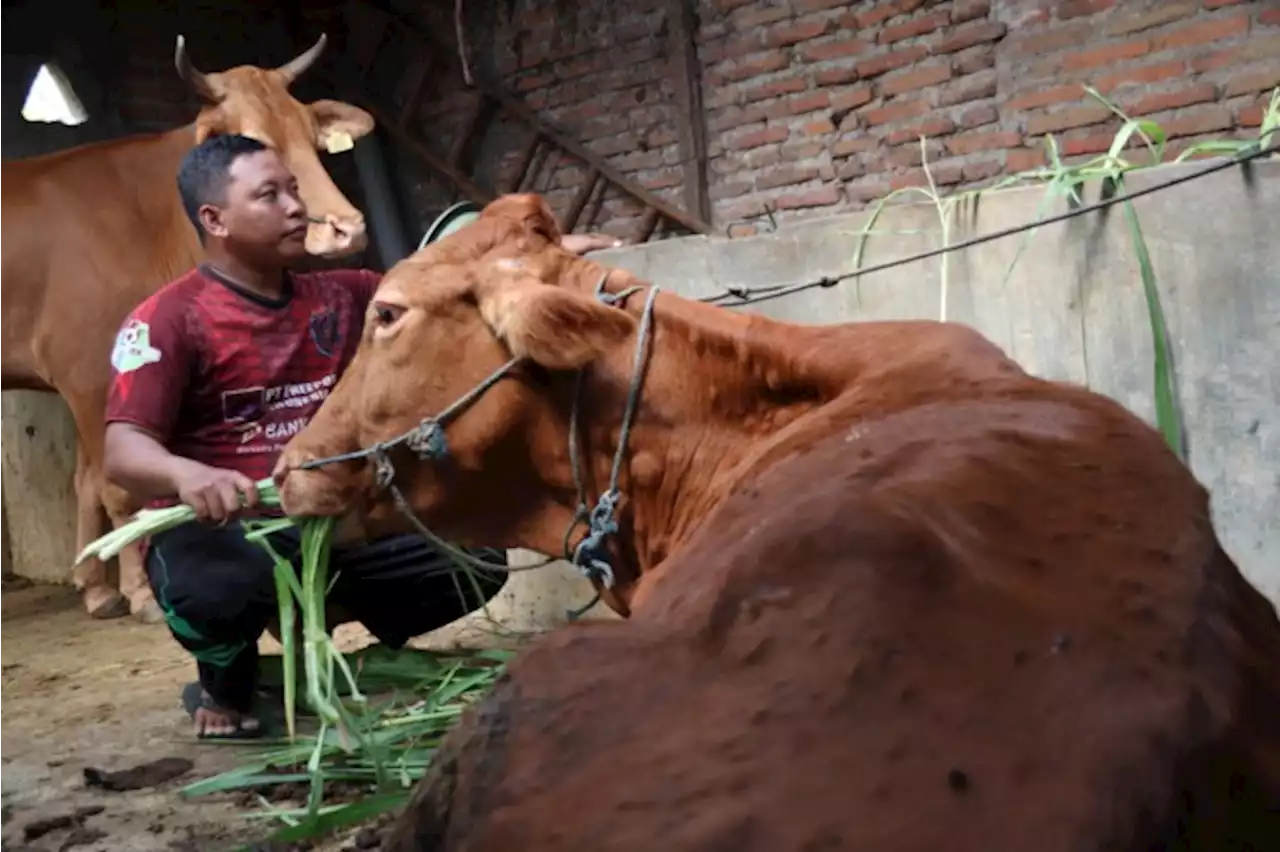 Terserang LSD, Sapi Peternak di Jombang Muncul Benjolan dan Kakinya Bengkak