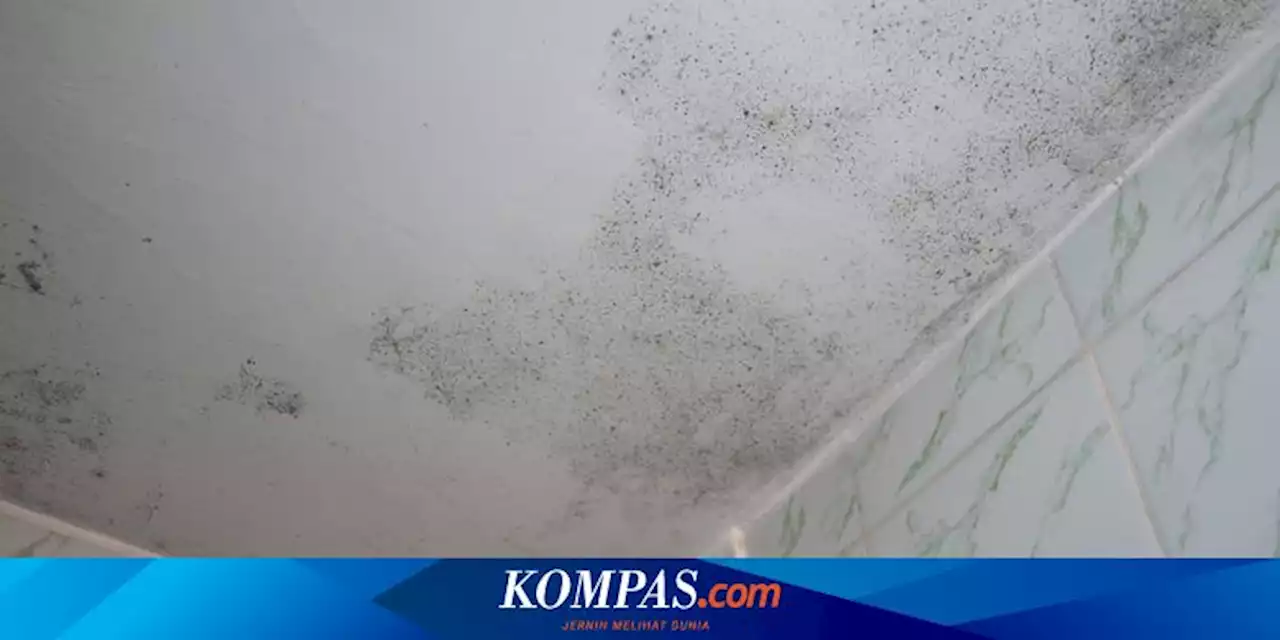 Cara Menghilangkan dan Mencegah Jamur di Langit-langit Kamar Mandi