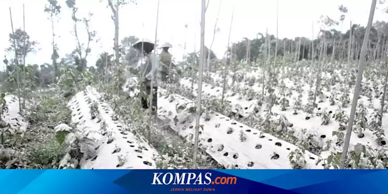 Dampak Hujan Abu Merapi, 1661,8 Hektar Lahan Pertanian di Magelang Rusak