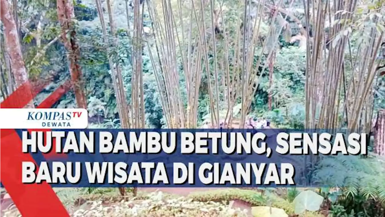 Hutan Bambu Betung, Sensasi Baru Wisata Di Gianyar