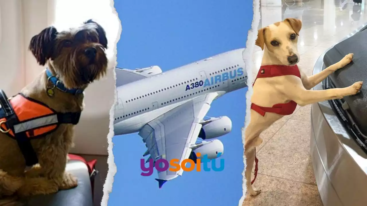 Semana Santa 2023: ¿cómo viajar en avión con perros y mascotas?