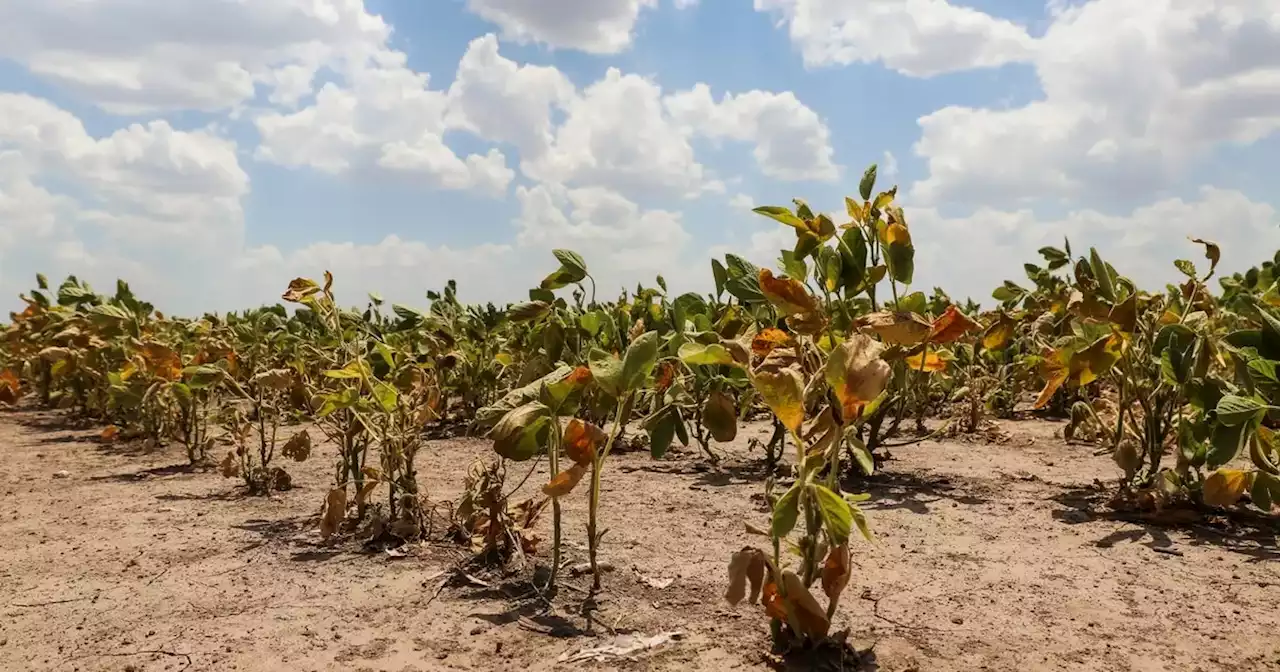 Adaptación, la respuesta de la agricultura moderna al cambio climático | Agricultura | La Voz del Interior