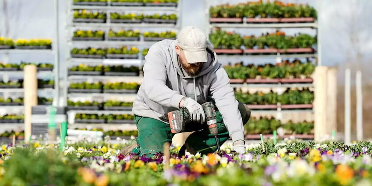 La maladie de Parkinson d’un jardinier municipal reconnue comme « professionnelle »