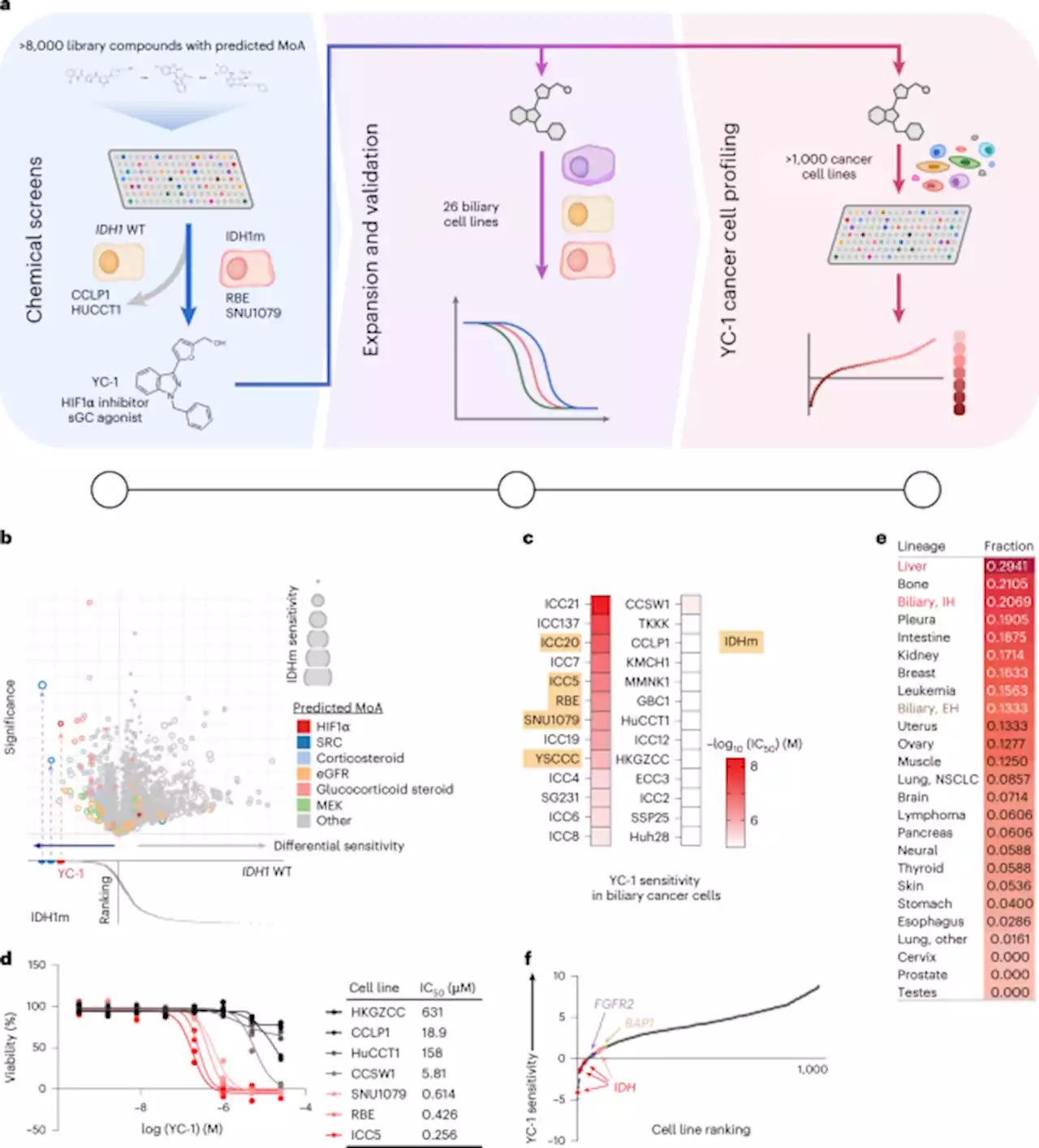 SULT1A1-dependent sulfonation of alkylators is a lineage-dependent vulnerability of liver cancers - Nature Cancer