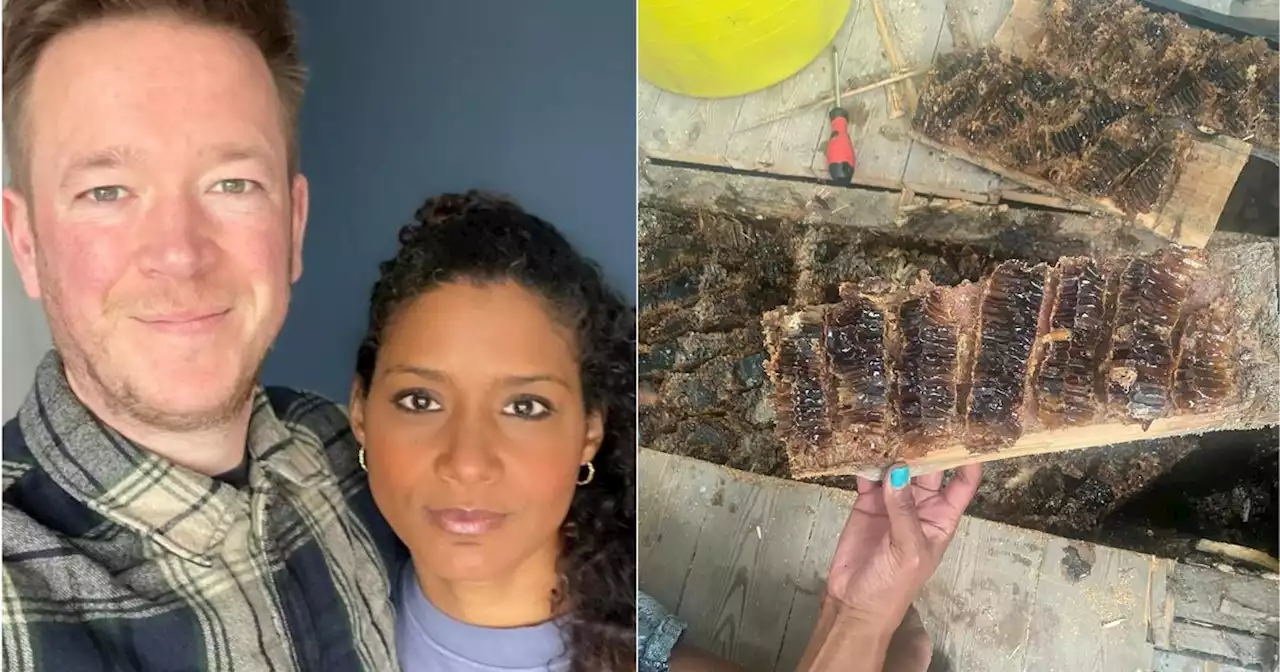 Couple find huge beehive hidden in home after honey drips down walls