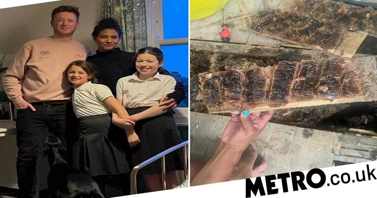 Family find their home is a big beehive after honey starts dripping down walls