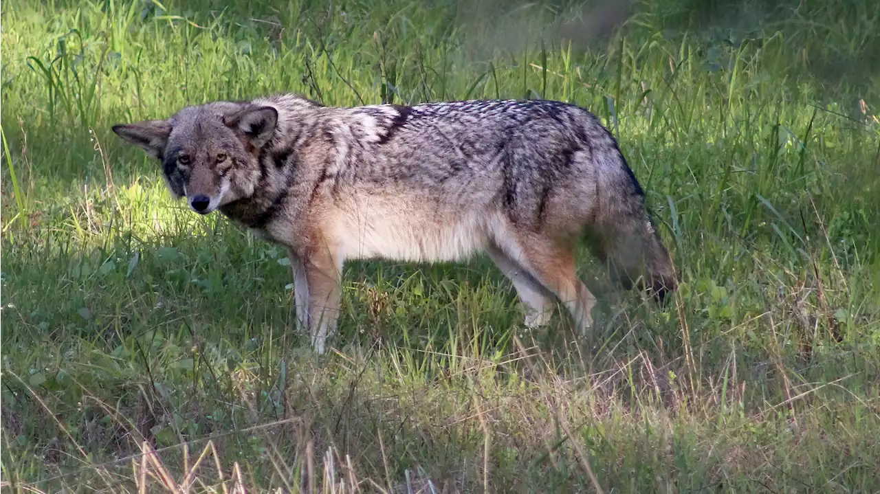 Some San Francisco Hiking Trails Closed to Dogs Due to Coyote Pupping Season