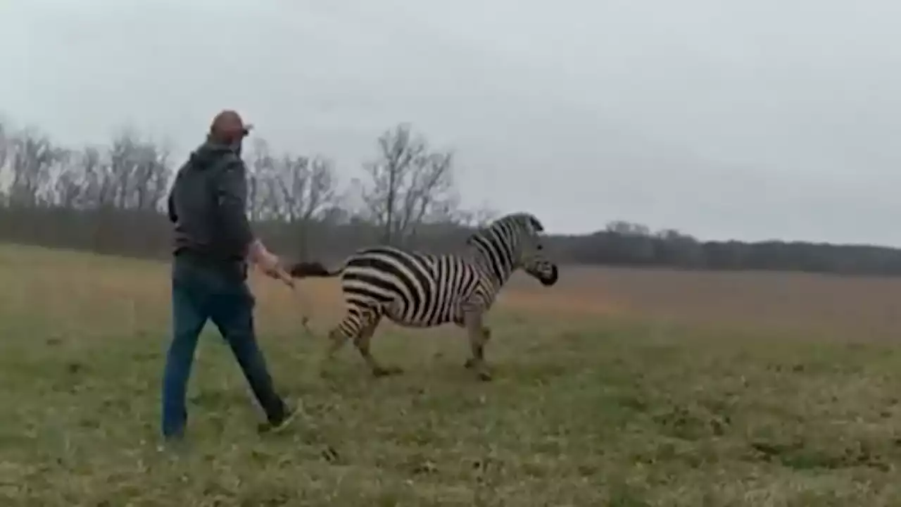 Zebra Attacks Man, Nearly Bites Off His Arm During Attack