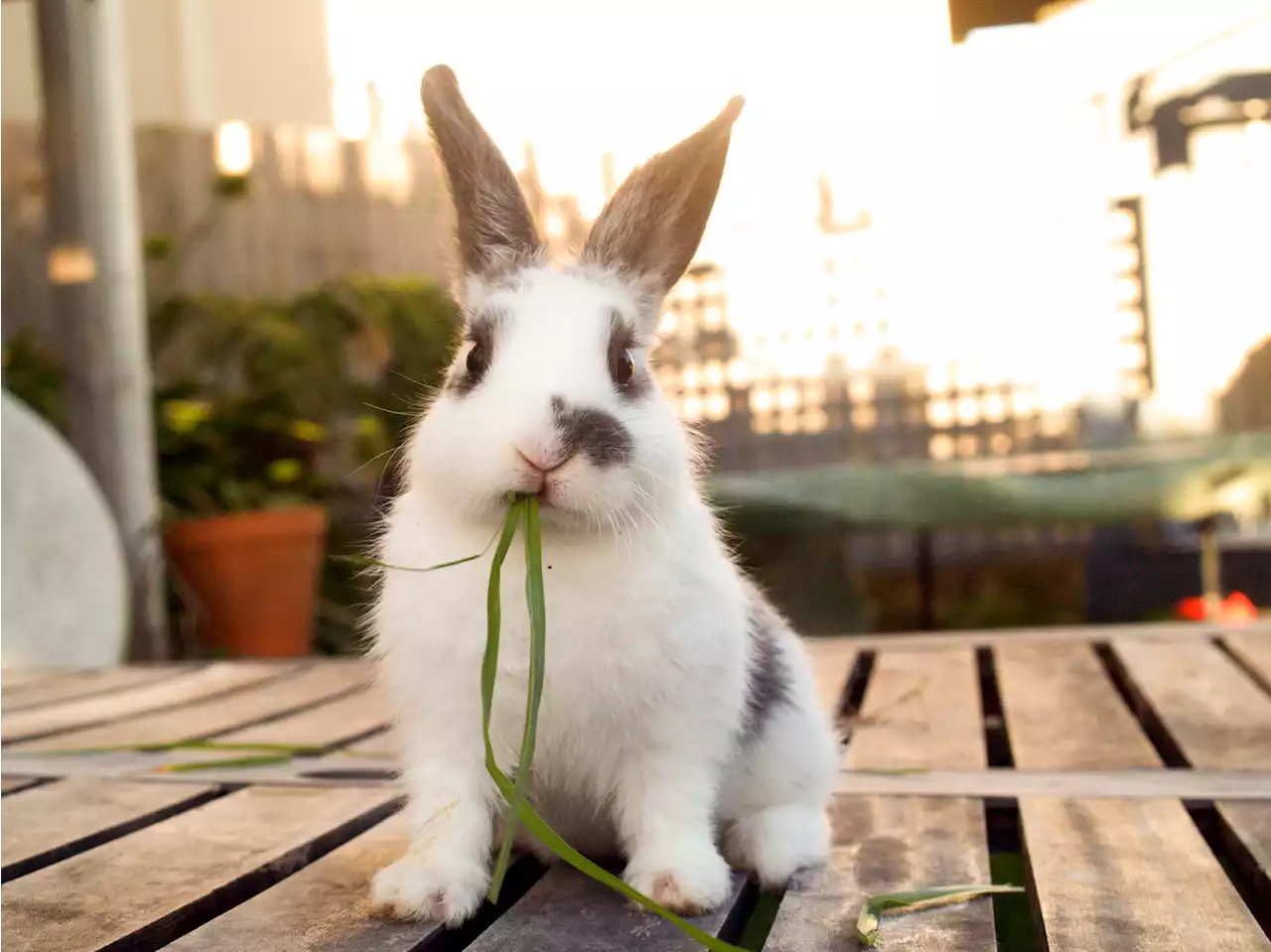 A Bunny Café is Coming Soon to the LA Area