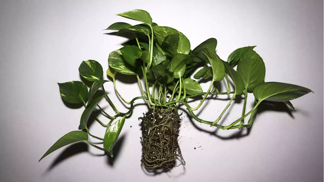 Stop overwatering your houseplants, and other things plant experts want you to know : Life Kit