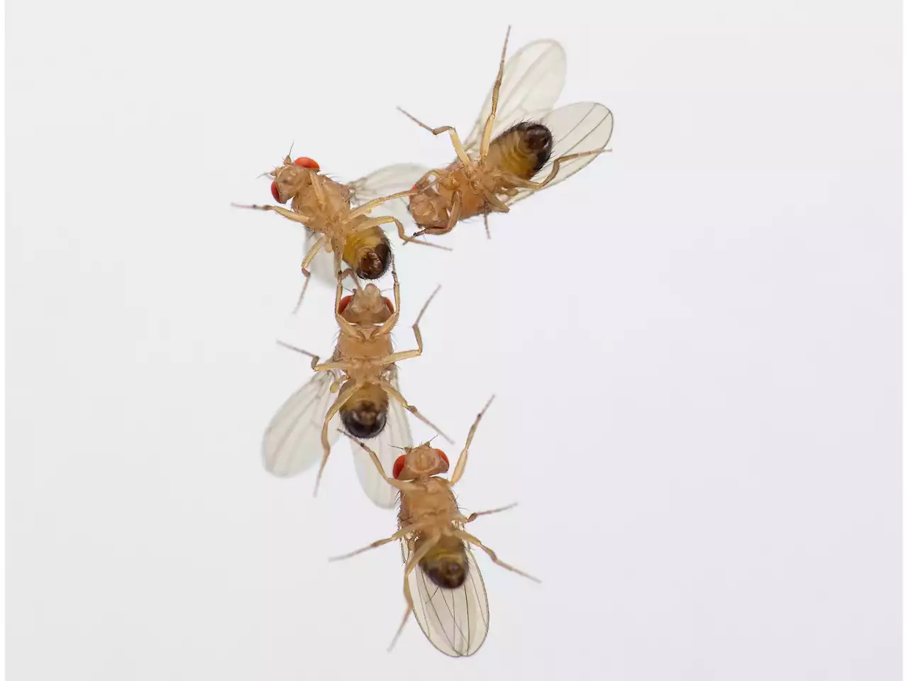 Air pollution impairs successful mating of flies, shows study