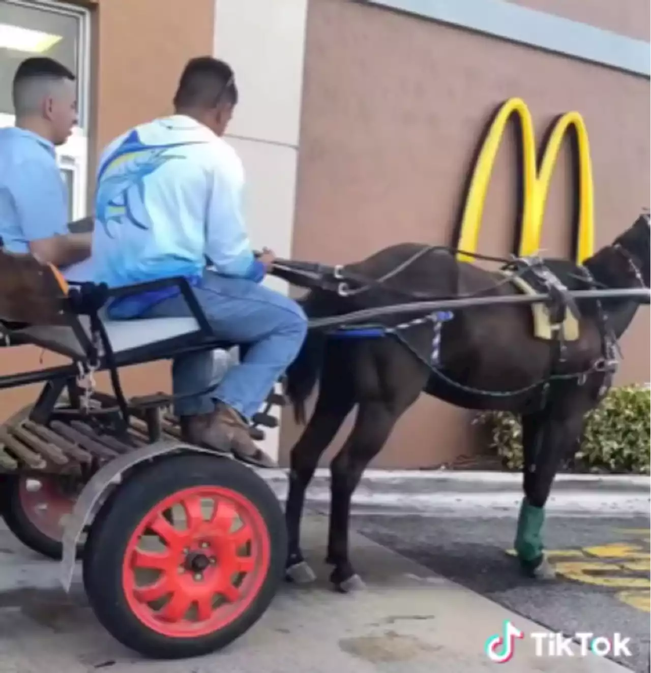 Galopando por comida: joven cubano pasó por el Automac en Florida, pero en su caballo - Pulzo