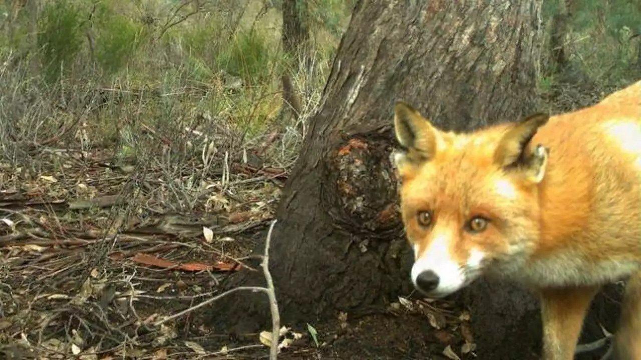 'He lives in your head': How Rambo the fox escaped hunters for four years