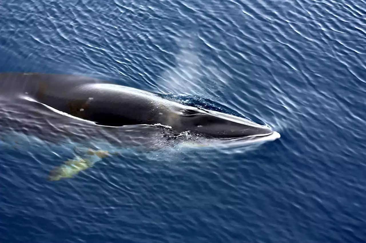 Size Matters: If Minke Whales Were Smaller, They Could Not Survive