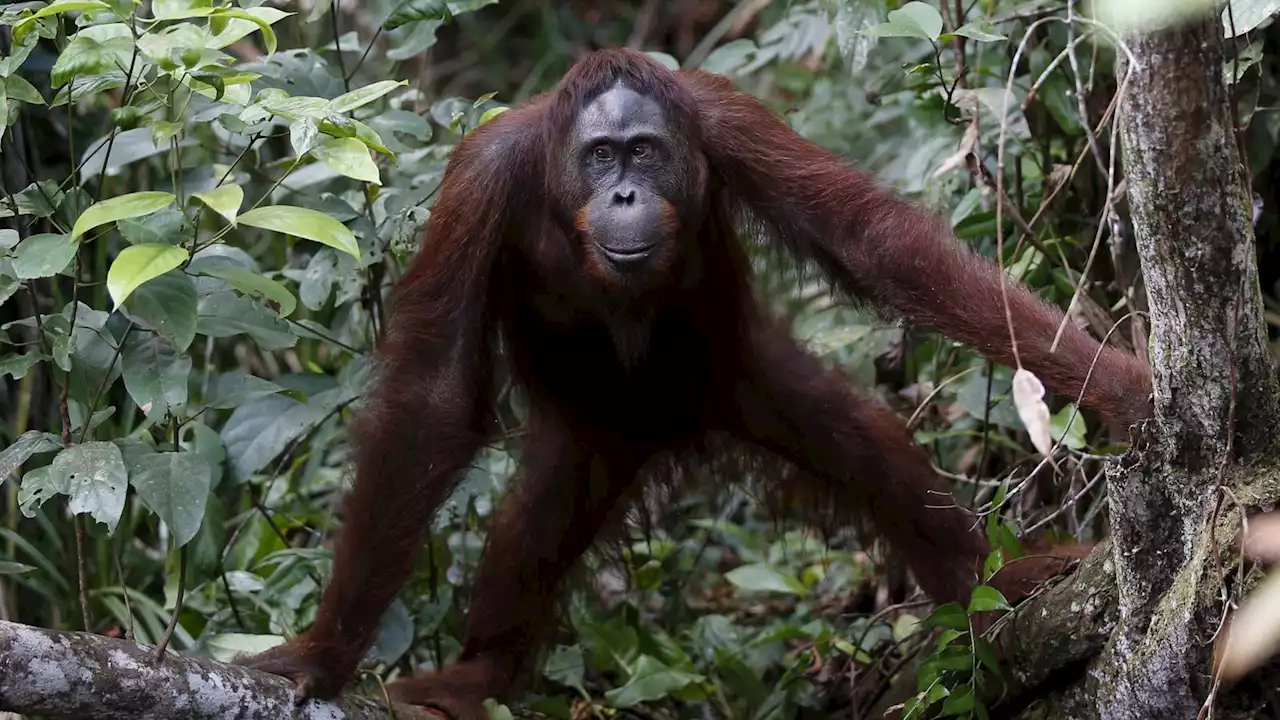 Dizzy apes provide clues about human desire for mind-altering experiences, researchers suggest