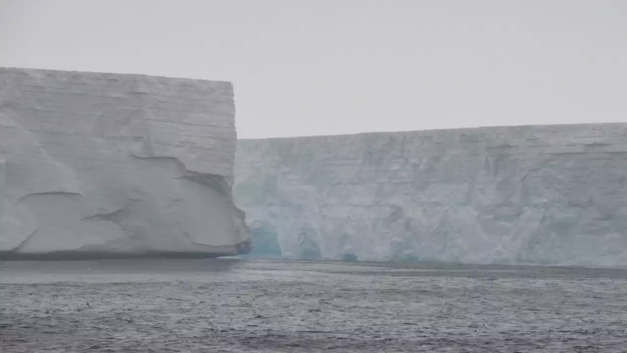 Fears for marine wildlife as scientists track two of the world's biggest icebergs