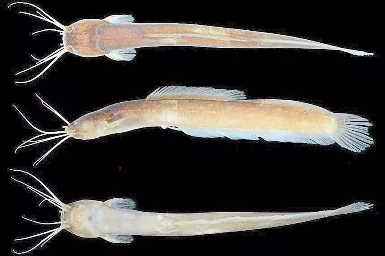 Catfish species discovered in Singapore’s only freshwater swamp