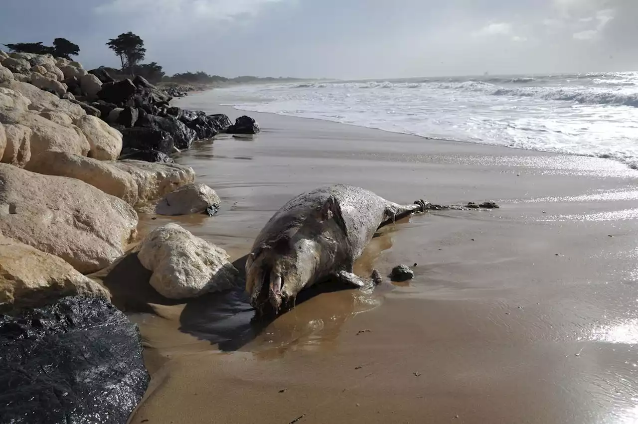 Dauphins morts : un nombre d’échouages « sans précédent » sur la côte atlantique