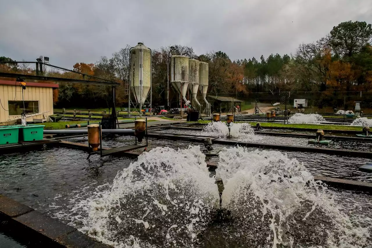 Pisciculture : « Nous devons nous adapter au changement climatique », affirme Aqualande