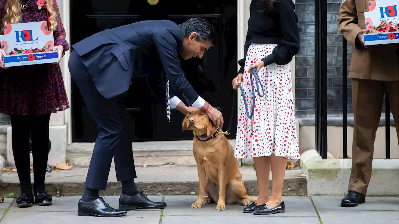 Hund lief ohne Leine: Polizei ermahnt Sunak beim Spaziergang durch London