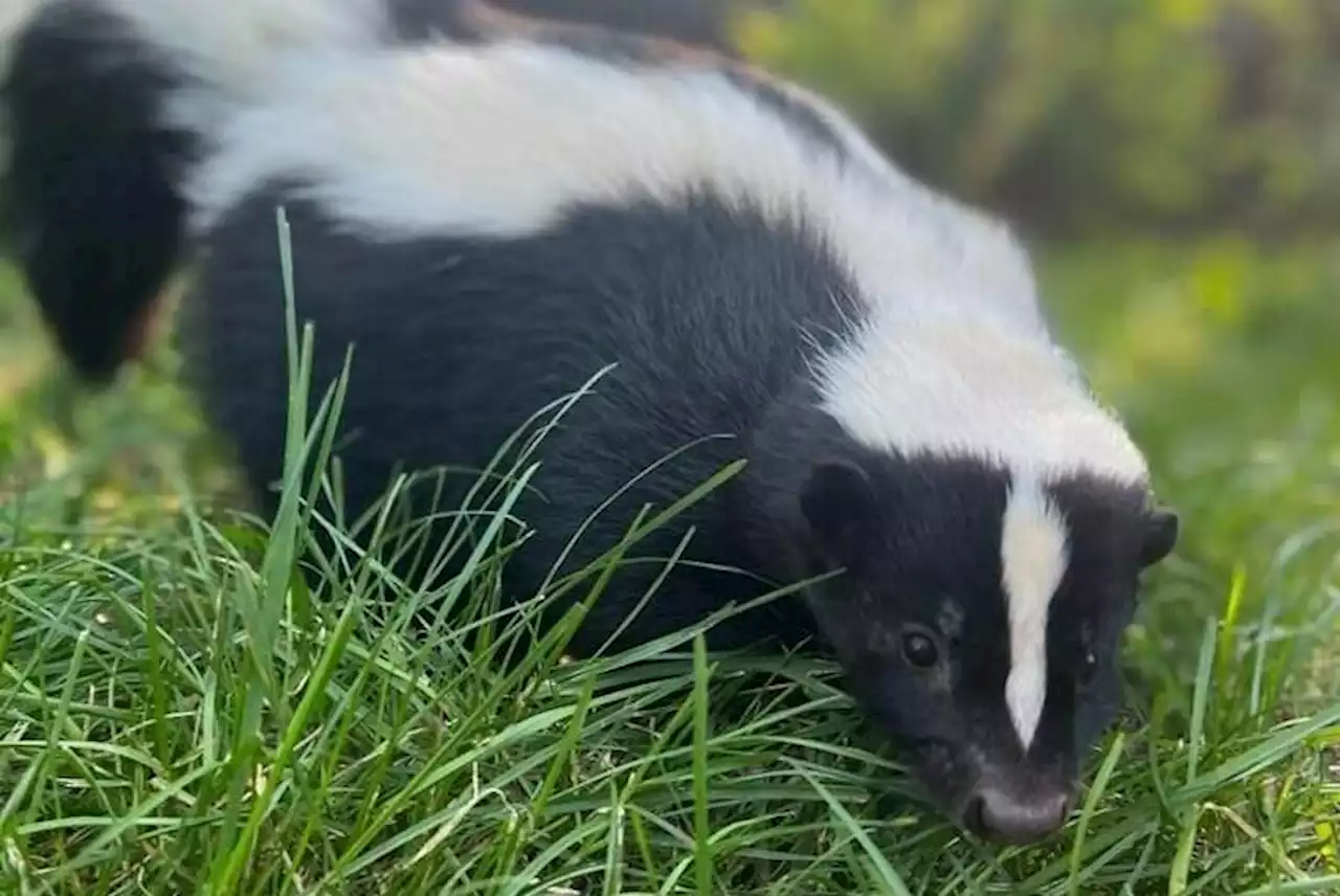 Eight skunks found dead in Metro Vancouver had avian flu: government - Terrace Standard