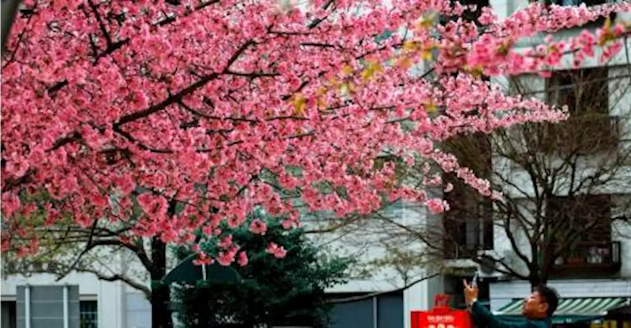 Record early start again for Tokyo’s cherry blossoms