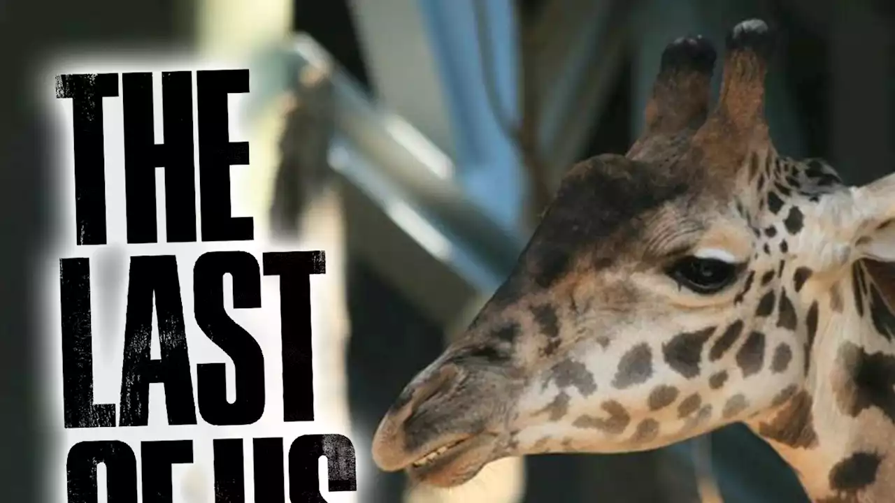 'The Last of Us' Calgary Zoo Giraffe Gets Big Break During Season Finale