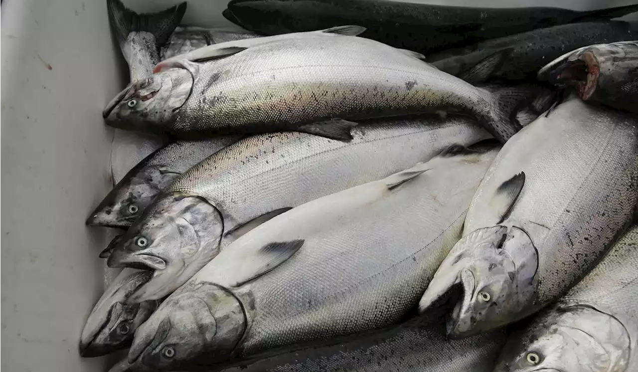 Ocean salmon fishing off California coast halted until 2024