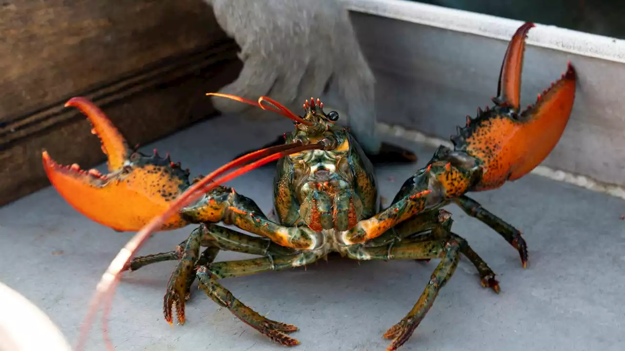 Do-not-eat listing draws lawsuit from Maine lobster industry